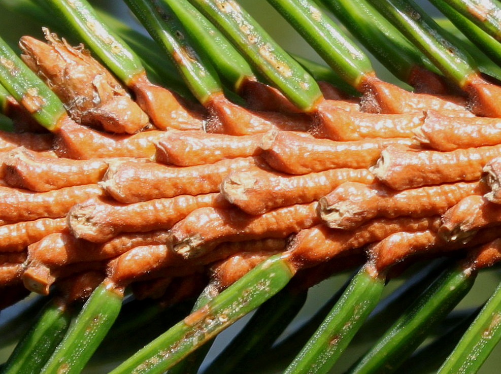 Image of Picea abies specimen.