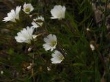 Cerastium alpinum. Верхушки побегов с цветками. Мурманская обл., Североморский р-н, окр. пос. Росляково, берег Кольского залива. 07.07.2009.