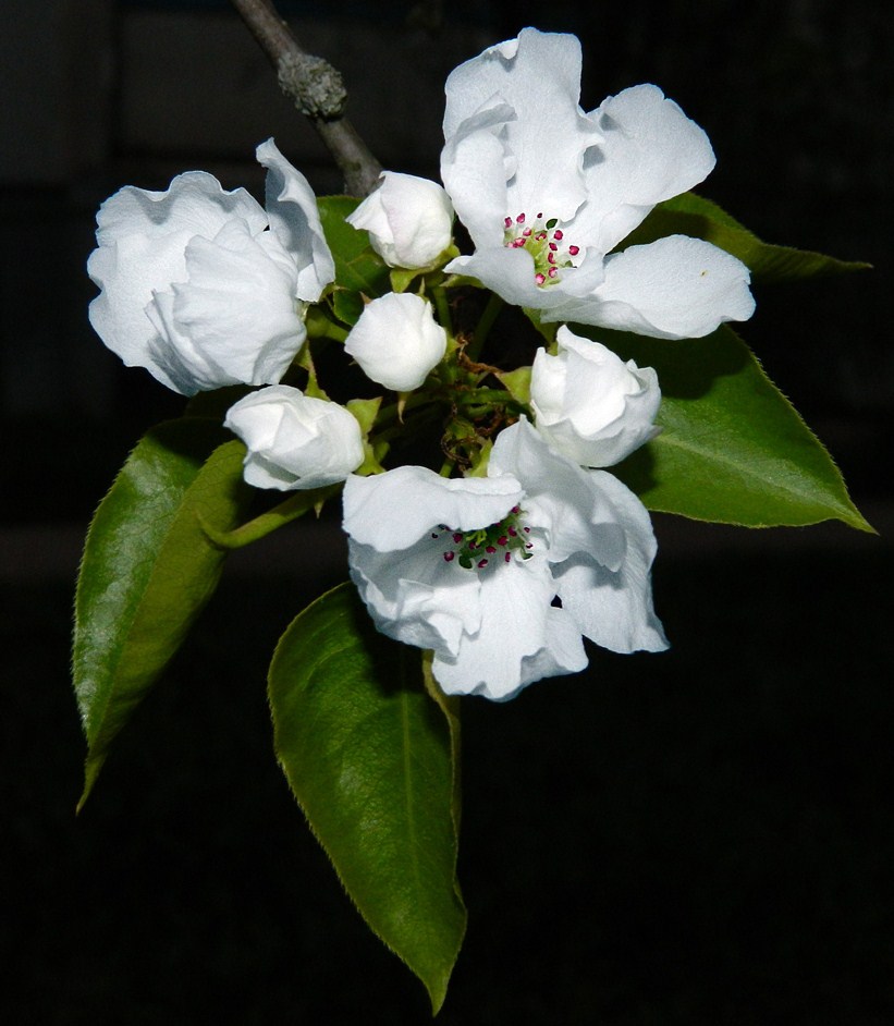 Image of Pyrus communis specimen.