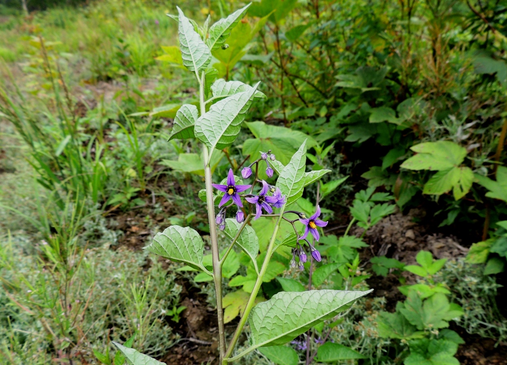 Image of Solanum kitagawae specimen.