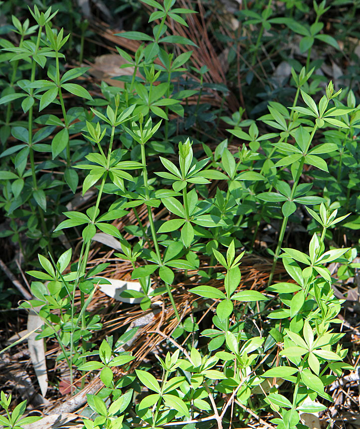 Image of familia Rubiaceae specimen.