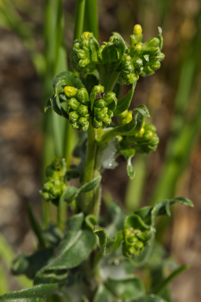 Image of Anchusa pseudochroleuca specimen.