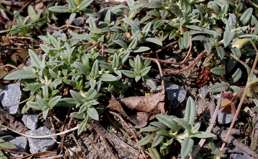 Изображение особи Helianthemum alpestre.