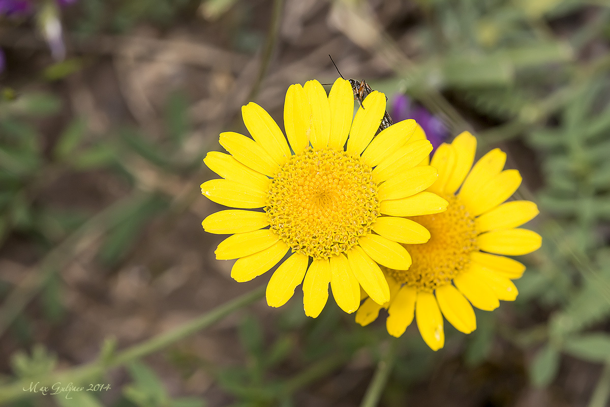 Image of genus Anthemis specimen.