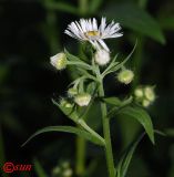 Image of taxon representative. Author is Сергей Наумов