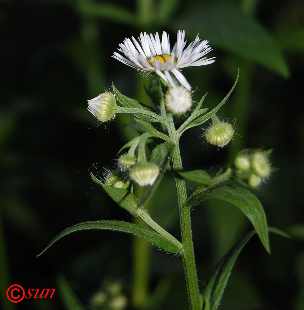 Image of Erigeron annuus specimen.