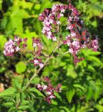 Origanum vulgare. Верхушка цветущего растения с бабочками Пестрянками Zygaena sp. Республика Татарстан, г. Бавлы. 12.07.2009.