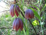 Fritillaria kolbintsevii. Соцветие. Казахстан, сев. макросклон Джунгарского Алатау (обращённый к Алакольской котловине), ущ. Коль-Асу. 7 мая 2012 г.