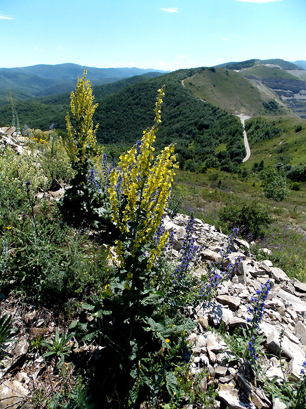 Image of Verbascum lychnitis specimen.