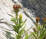 Inula ensifolia. Верхушки отцветающих растений. Краснодарский край, м/о г. Геленджик, окр. пос. Кабардинка, гора Дооб, приморский склон, в трещине скалы. 26.07.2014.