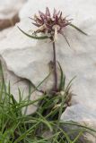 Edraianthus tenuifolius. Верхушка растения с соплодием. Черногория, нац. парк Ловчен. 18.07.2014.