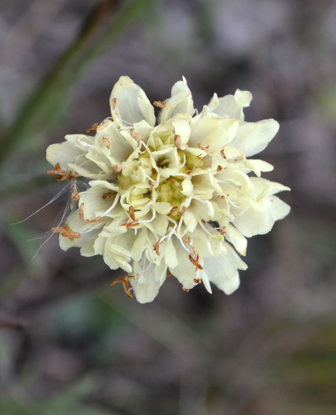 Image of Cephalaria uralensis specimen.