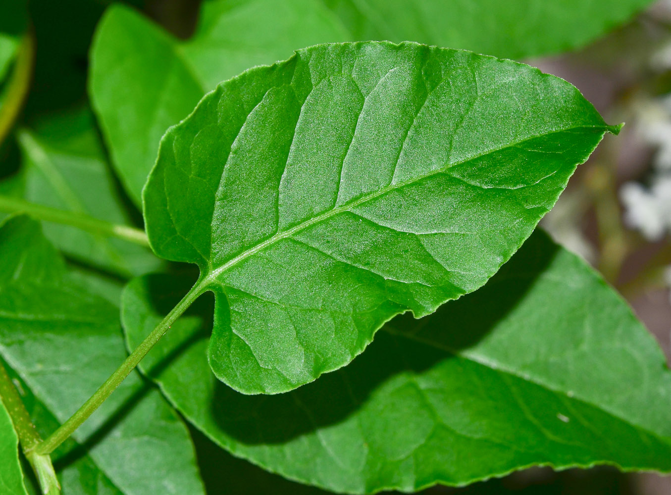 Image of Fallopia baldschuanica specimen.