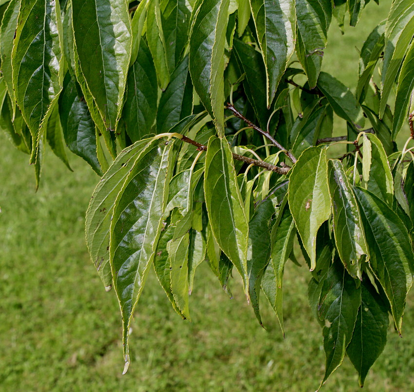 Image of genus Celtis specimen.