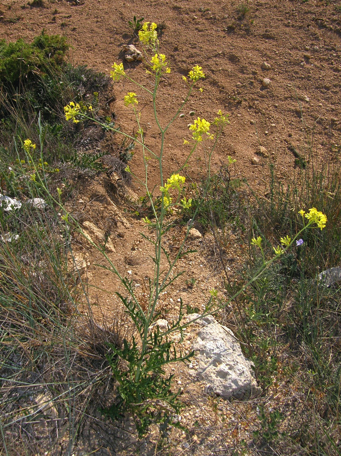 Image of Erucastrum cretaceum specimen.