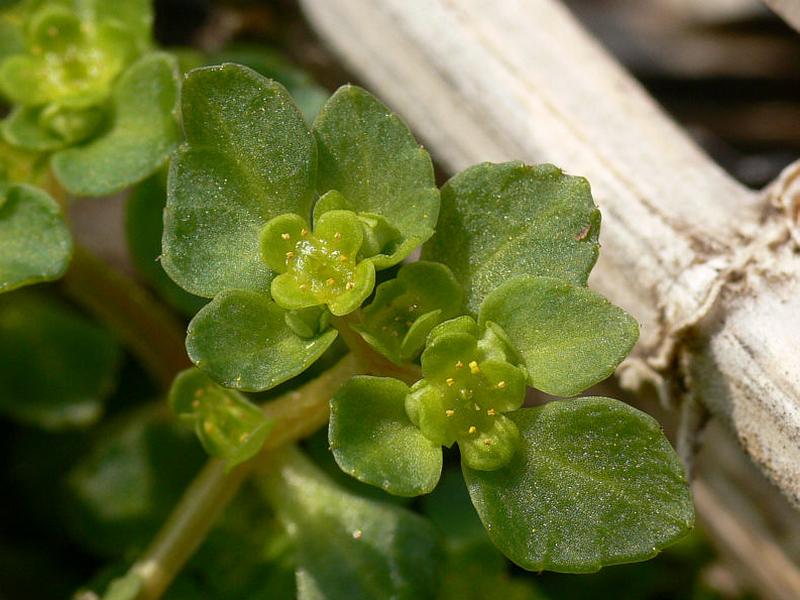 Изображение особи Chrysosplenium kamtschaticum.