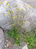 genus Ranunculus