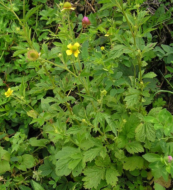 Изображение особи Geum aleppicum.