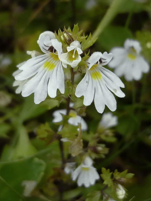 Image of Euphrasia alboffii specimen.