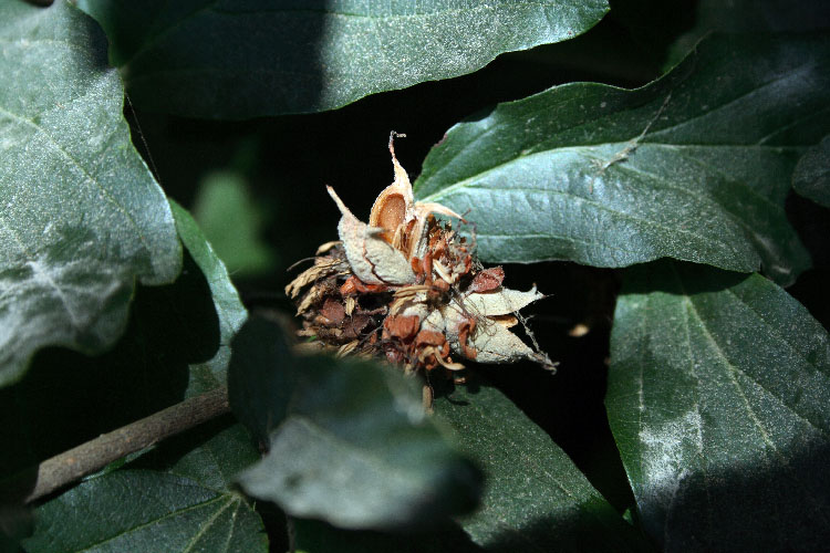 Image of Parrotia persica specimen.