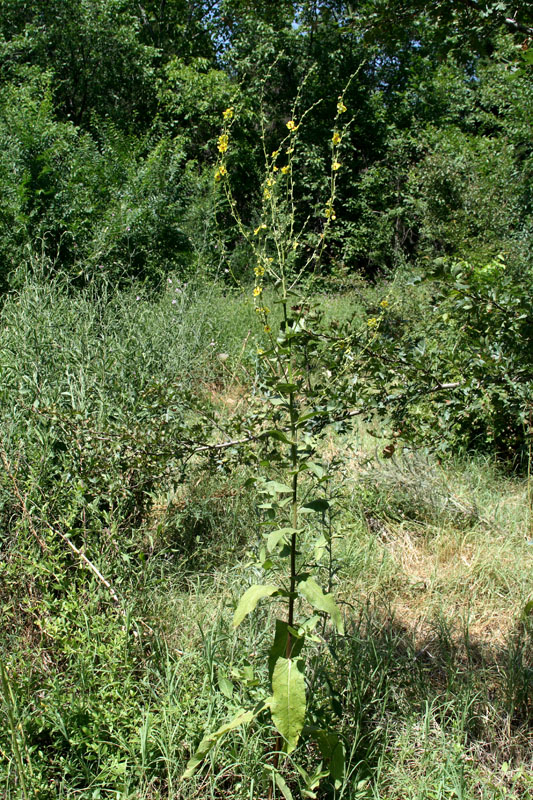 Изображение особи Verbascum sinuatum.