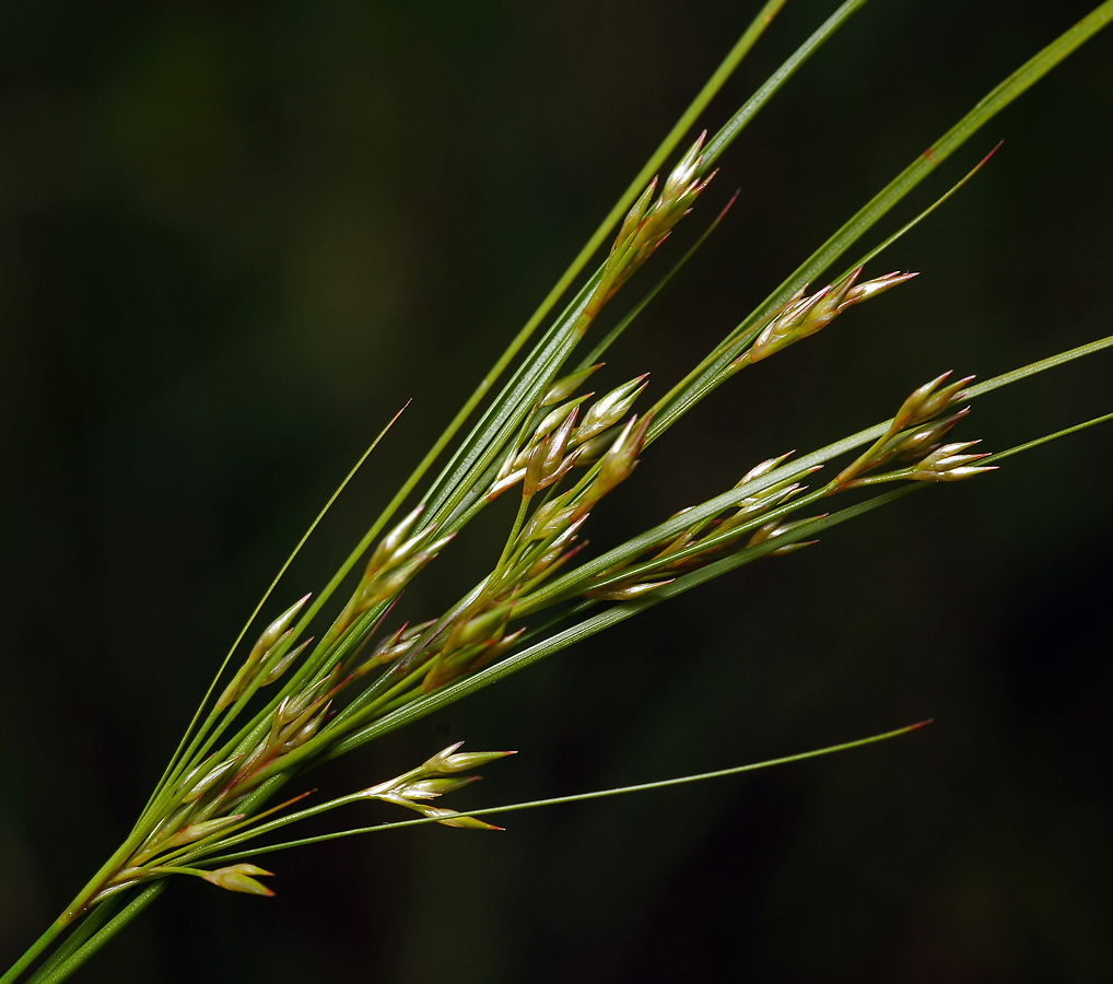 Изображение особи Juncus tenuis.