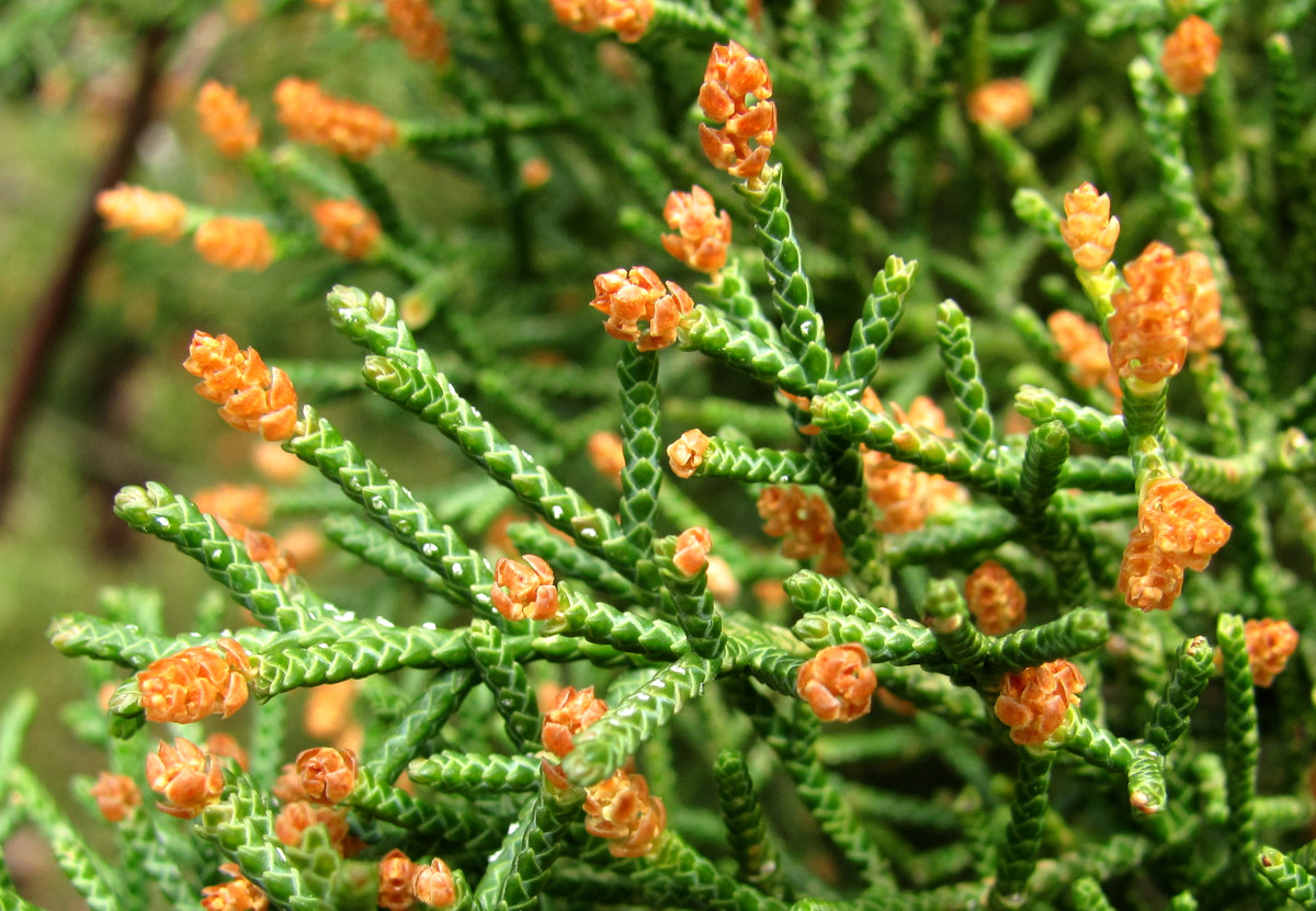 Image of genus Cupressus specimen.