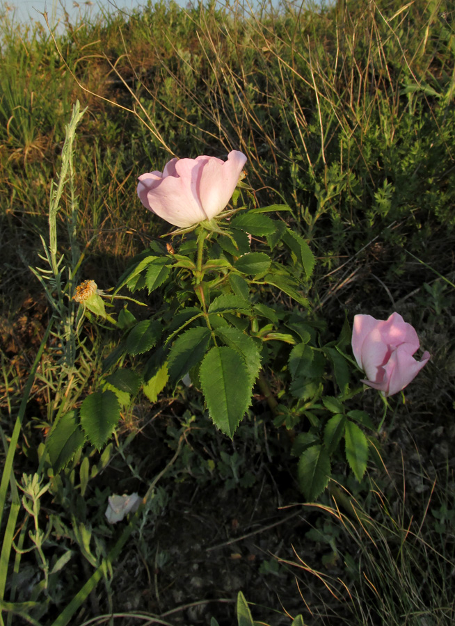 Image of Rosa pygmaea specimen.