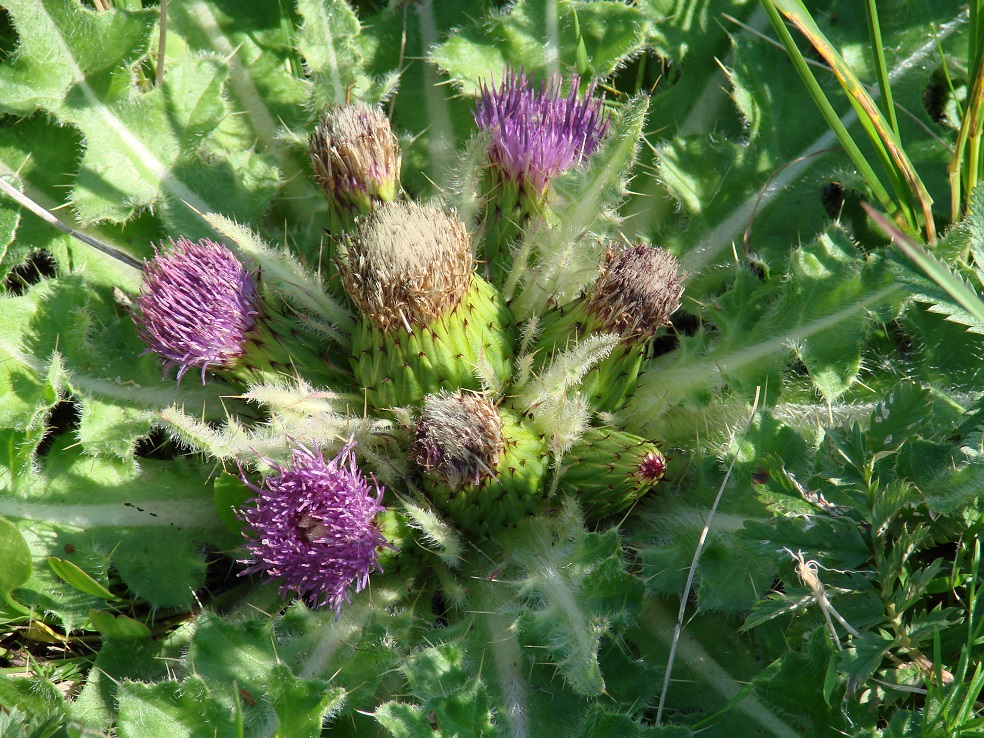 Image of Cirsium esculentum specimen.