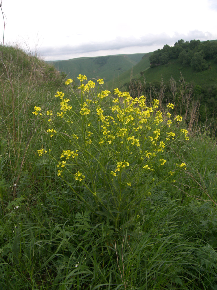 Image of Bunias orientalis specimen.