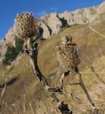 Centaurea alutacea