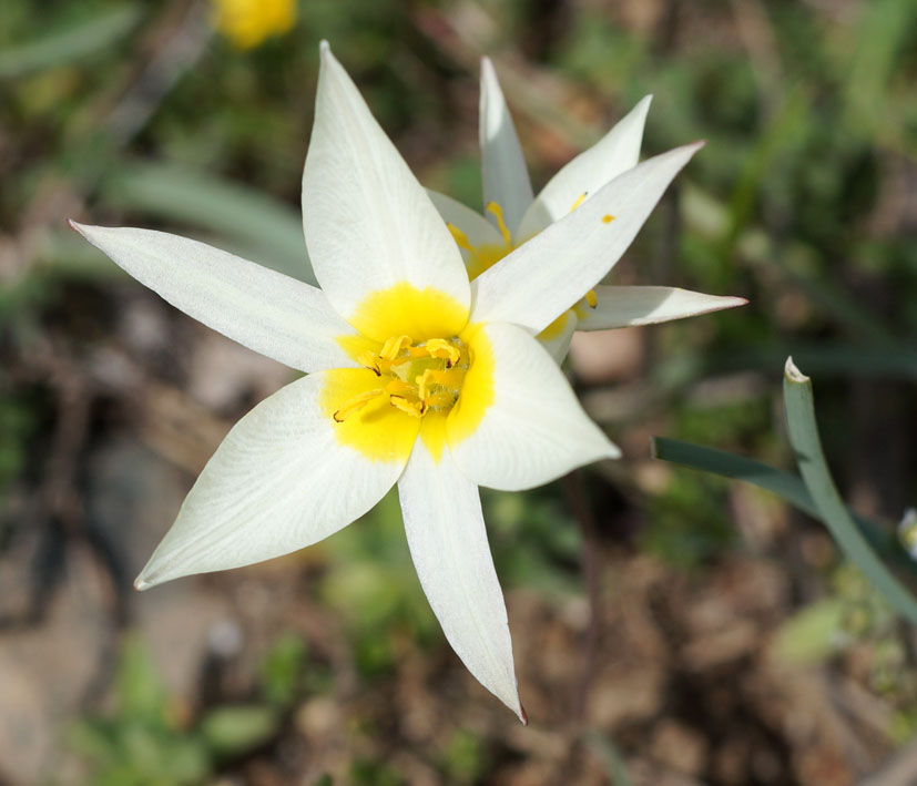 Image of Tulipa binutans specimen.