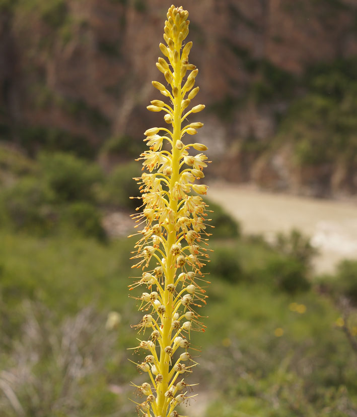 Image of Eremurus fuscus specimen.