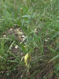 Camelina microcarpa