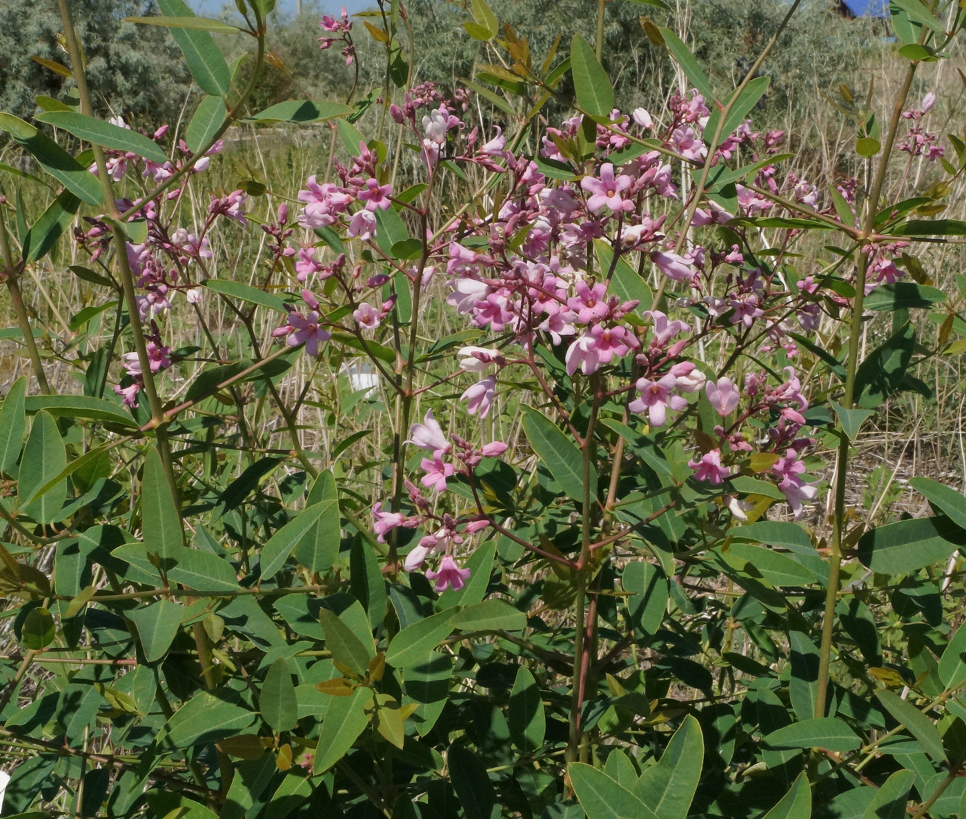 Image of Trachomitum lancifolium specimen.