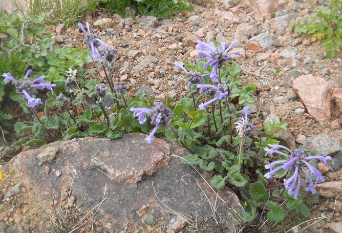 Image of Dracocephalum laniflorum specimen.