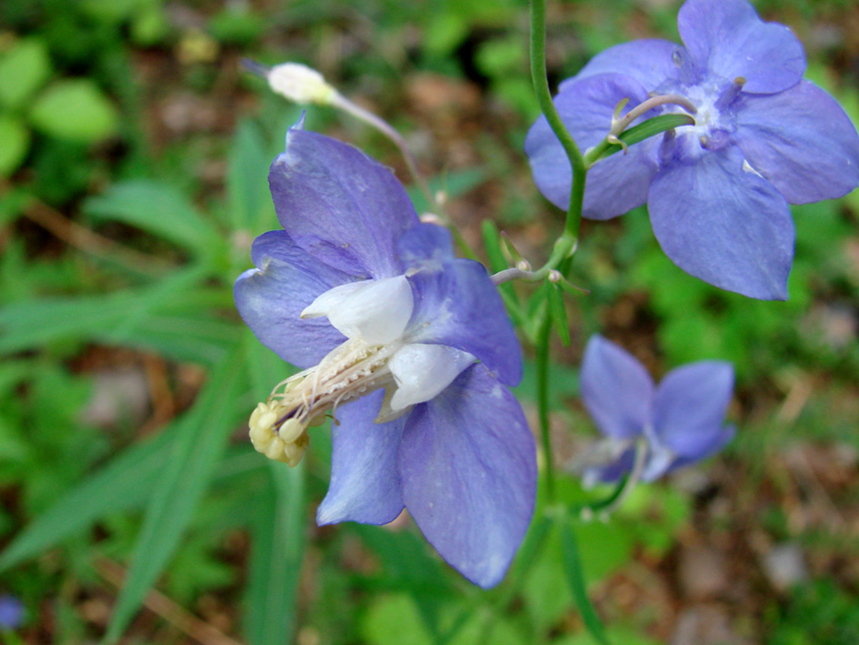 Image of Aquilegia parviflora specimen.