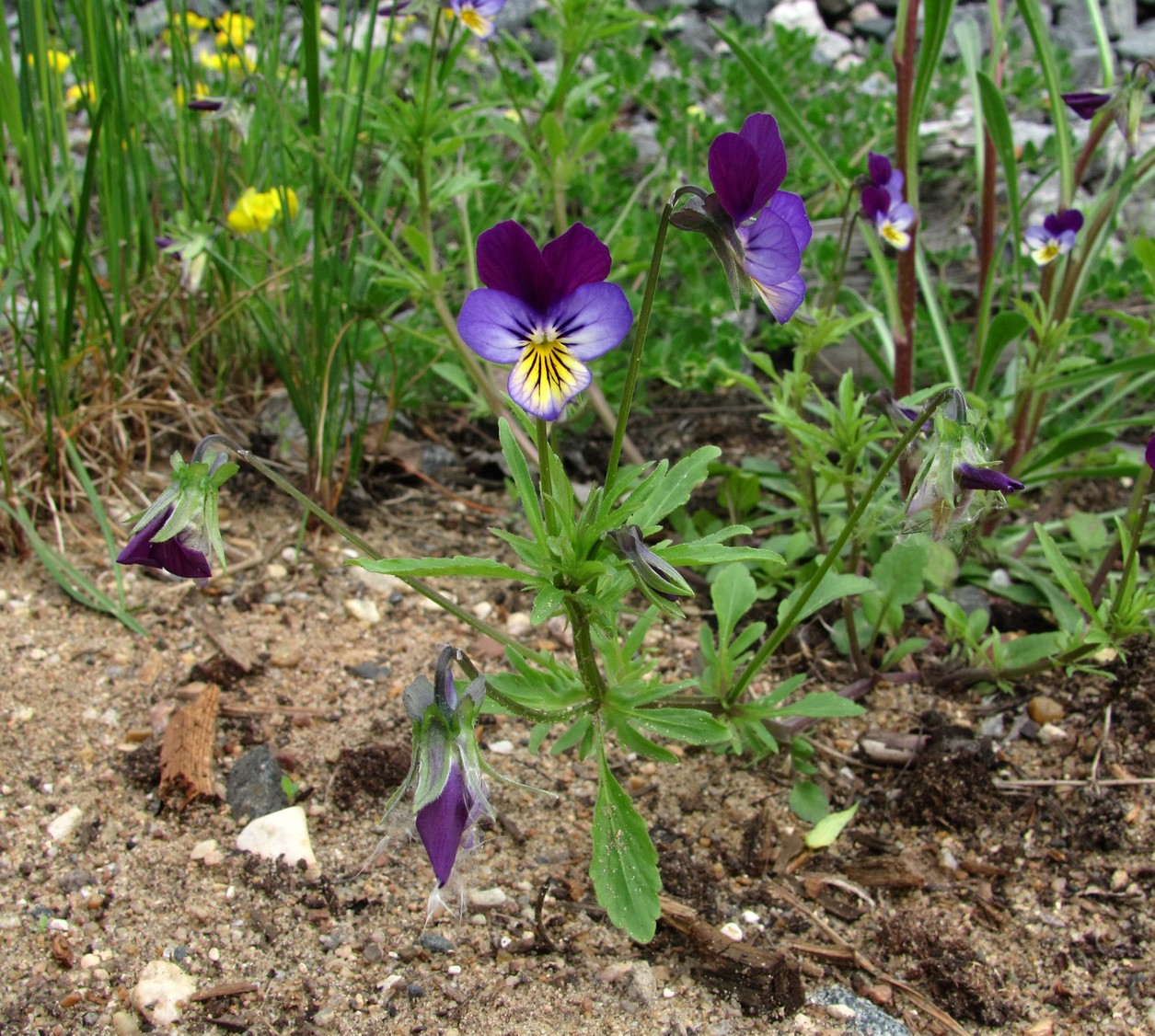 Image of Viola tricolor specimen.