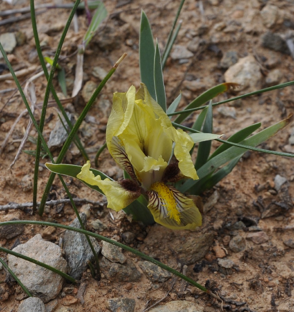 Image of Iris reichenbachii specimen.