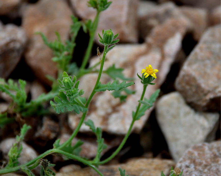 Image of Senecio viscosus specimen.