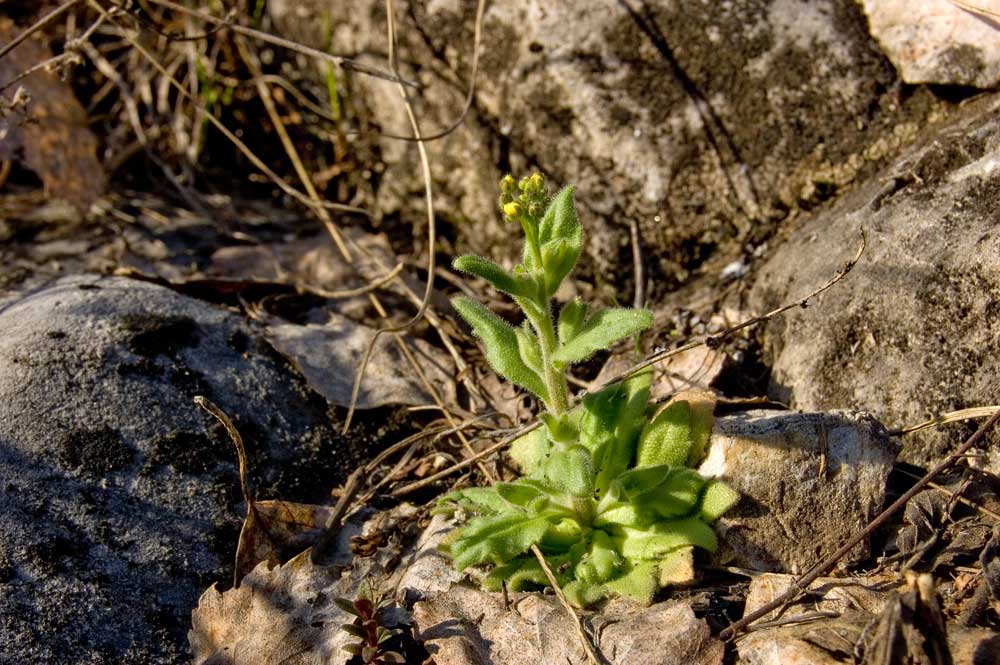 Image of Draba nemorosa specimen.