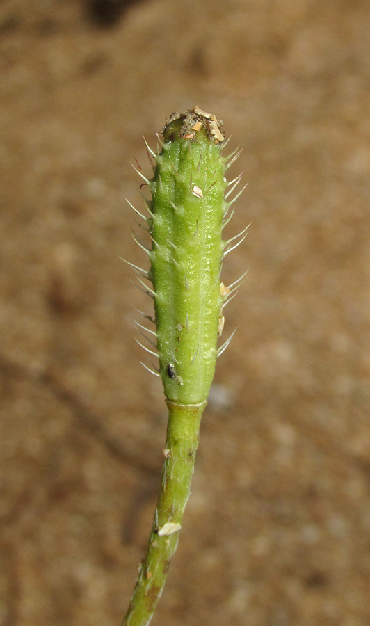 Image of Papaver minus specimen.