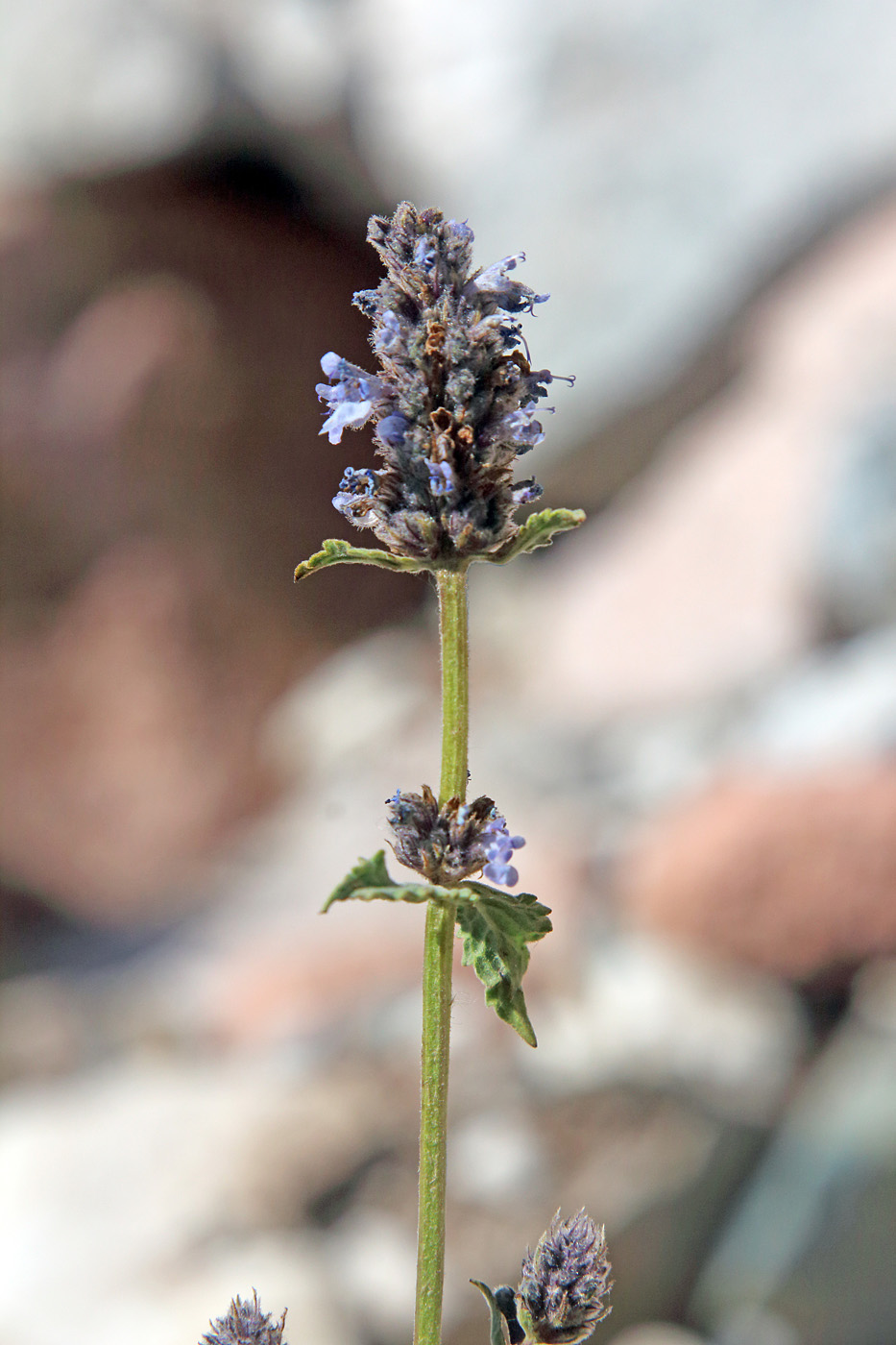 Image of Nepeta alatavica specimen.