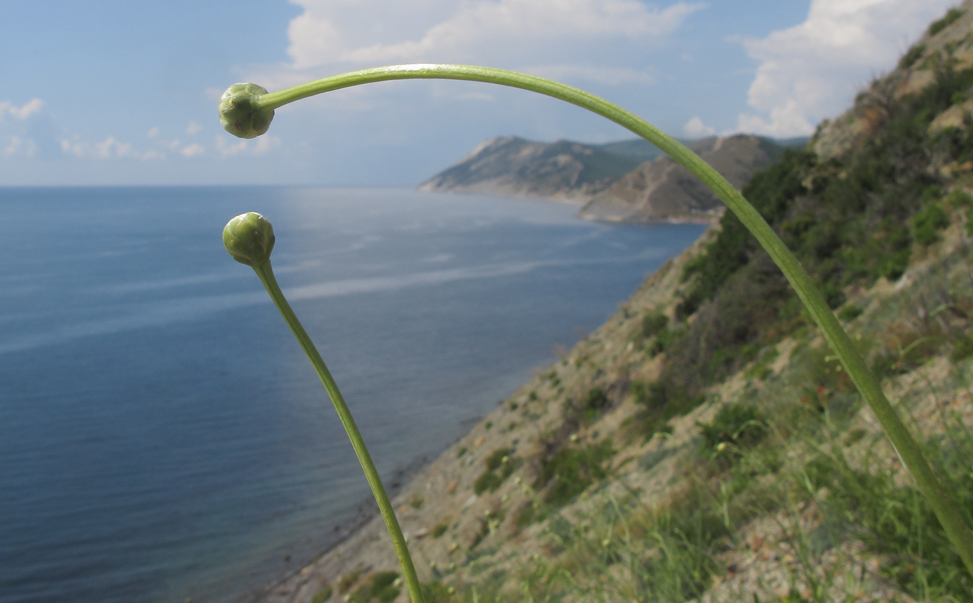 Изображение особи Cephalaria coriacea.