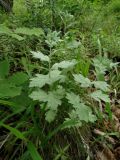 Artemisia saitoana