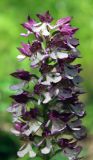 Orchis purpurea ssp. caucasica