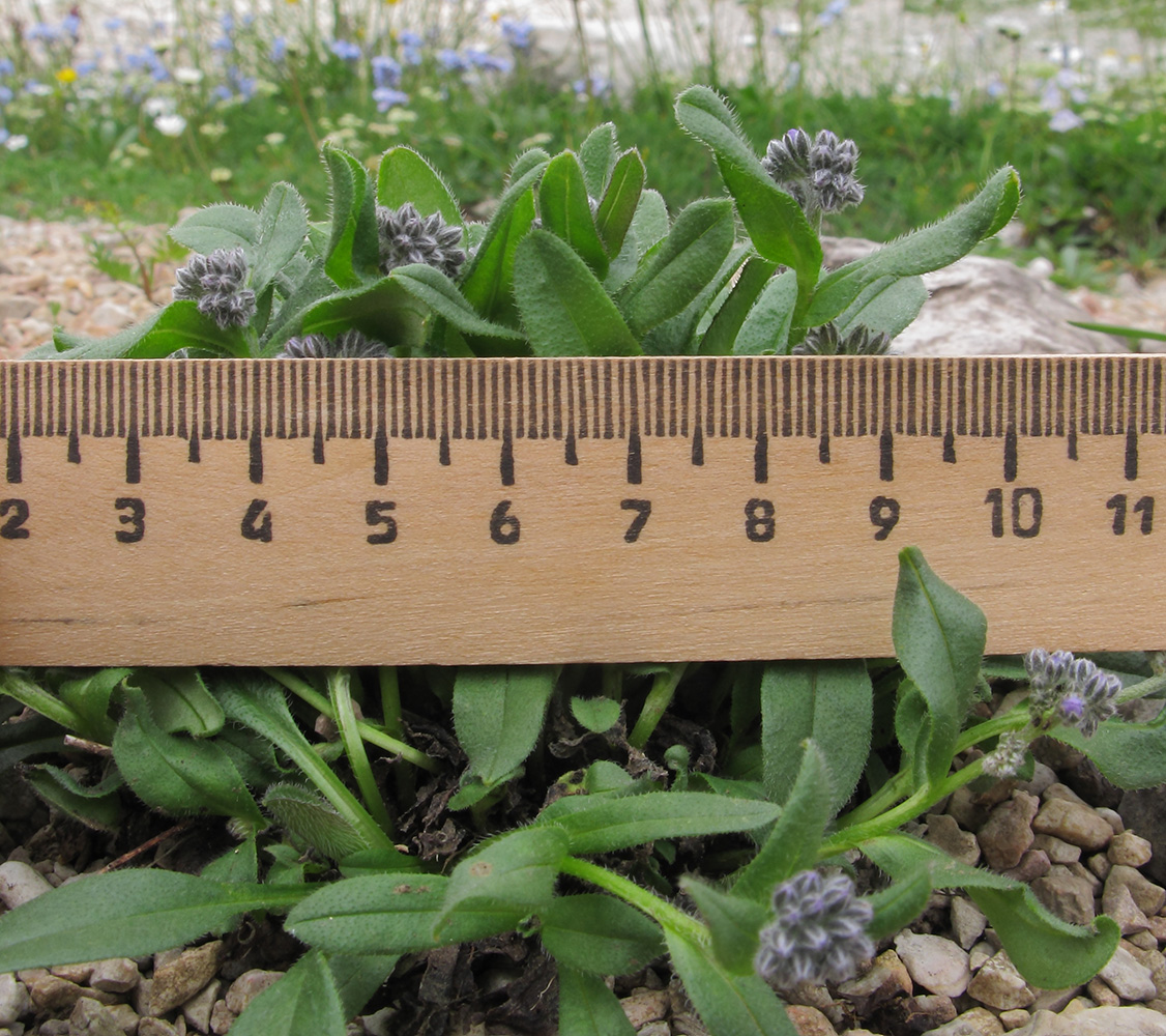 Image of Myosotis alpestris specimen.