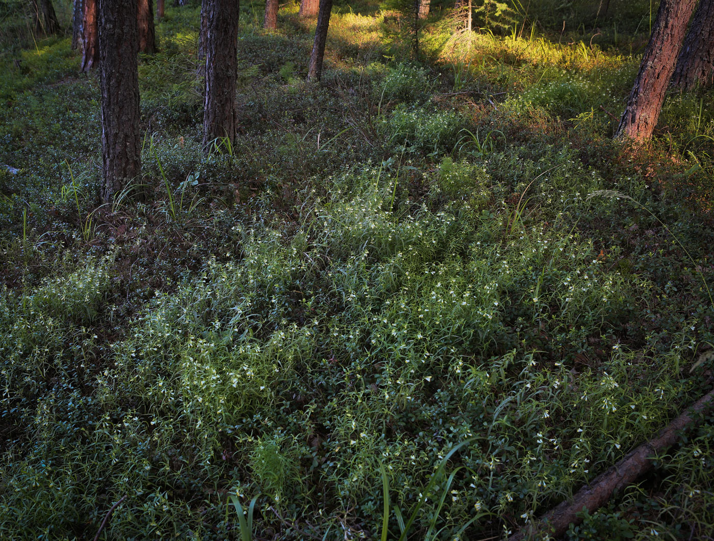 Image of Melampyrum pratense specimen.