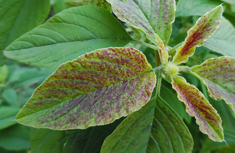 Изображение особи Amaranthus caudatus.