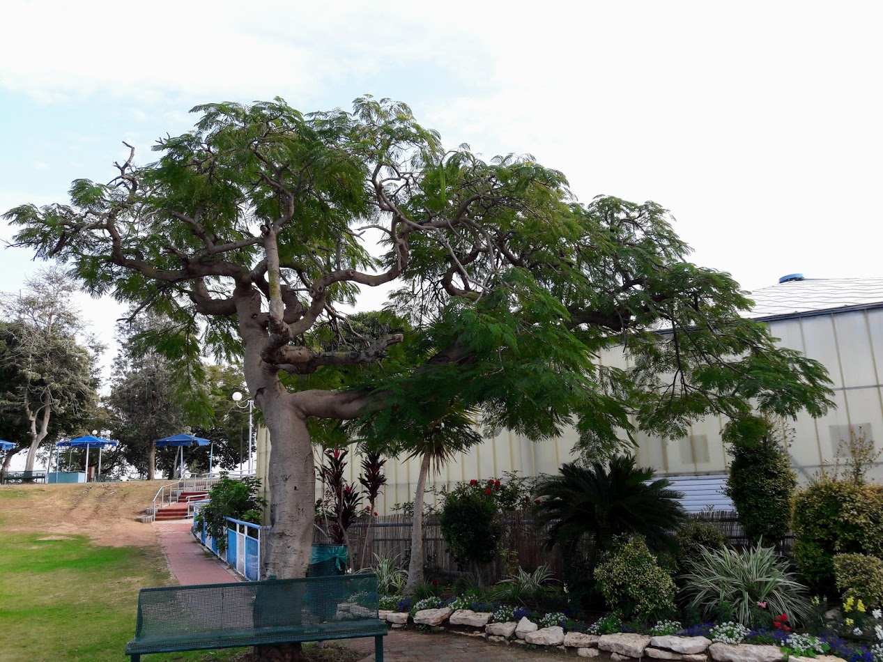 Image of Delonix regia specimen.